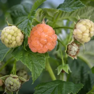 Fall Gold Raspberry Plants - Live Raspberry Bush - Yellow Raspberries - Fruit Tree
