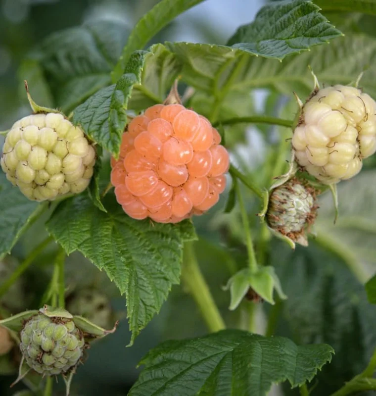 Fall Gold Raspberry Plants - Live Raspberry Bush - Yellow Raspberries - Fruit Tree