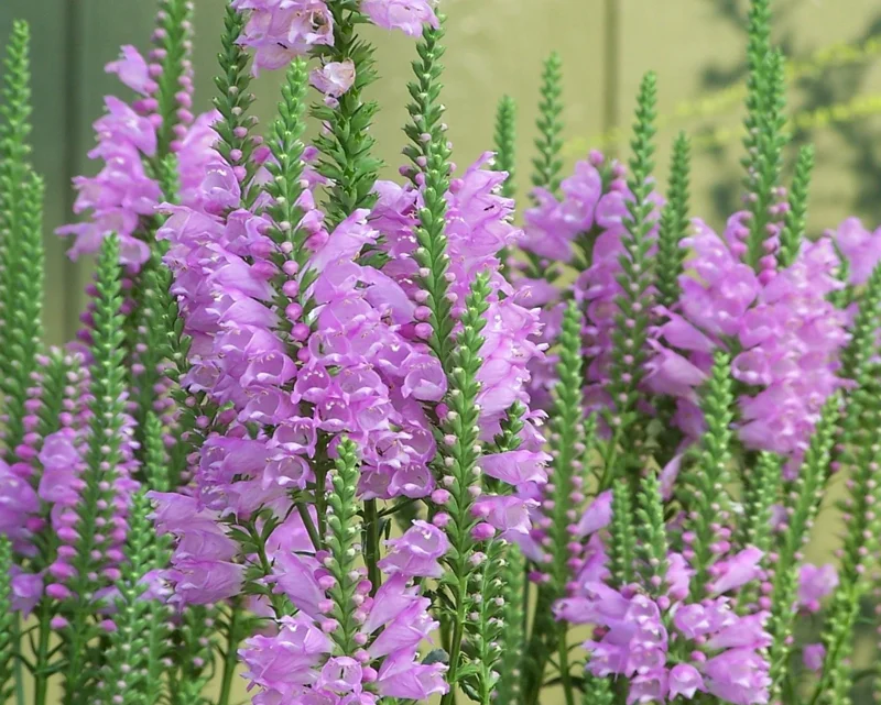 Fall Obedient Plant 1 Gallon Live – Pink-Lavender Tubular Flowers, Perennial