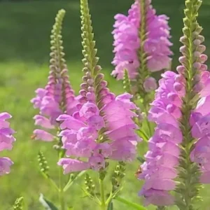 Fall Obedient Plant 1 Gallon Live – Pink-Lavender Tubular Flowers, Perennial