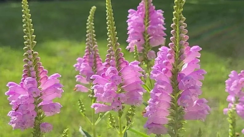 Fall Obedient Plant 1 Gallon Live – Pink-Lavender Tubular Flowers, Perennial
