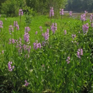 Fall Obedient Plant 1 Gallon Live – Pink-Lavender Tubular Flowers, Perennial
