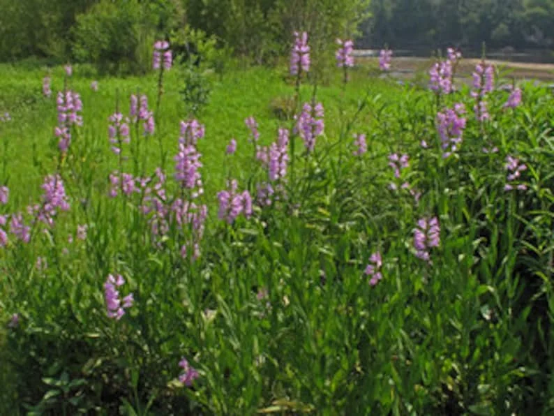 Fall Obedient Plant 1 Gallon Live – Pink-Lavender Tubular Flowers, Perennial