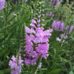 Fall Obedient Plant 1 Gallon Live – Pink-Lavender Tubular Flowers, Perennial