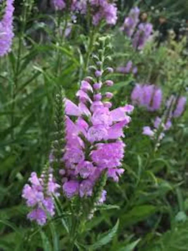 Fall Obedient Plant 1 Gallon Live – Pink-Lavender Tubular Flowers, Perennial