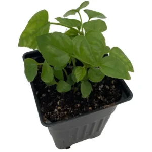 Fatsia Japonica Plant - 4