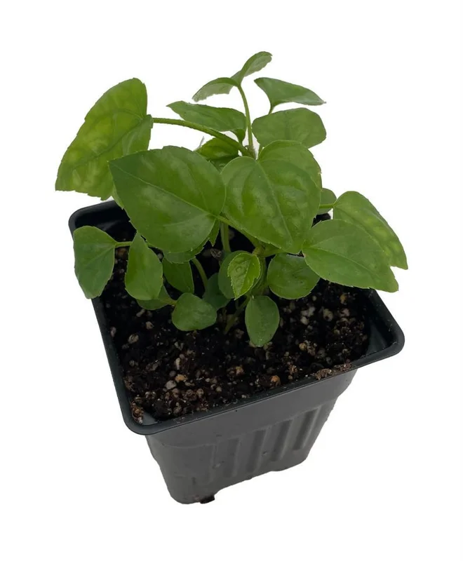 Fatsia Japonica Plant - 4" Pot, Indoor Houseplant, Evergreen Tropical