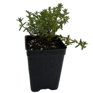 Fickle Pickle Jade Succulent Plant Crassula pruinosa – 2.5