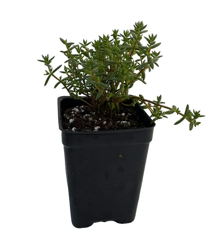 Fickle Pickle Jade Succulent Plant Crassula pruinosa – 2.5" Pot, Unique Indoor Houseplant