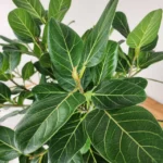 Ficus Audrey Plant Plug Tree 3-6in - Ornamental Ficus Benghalensis