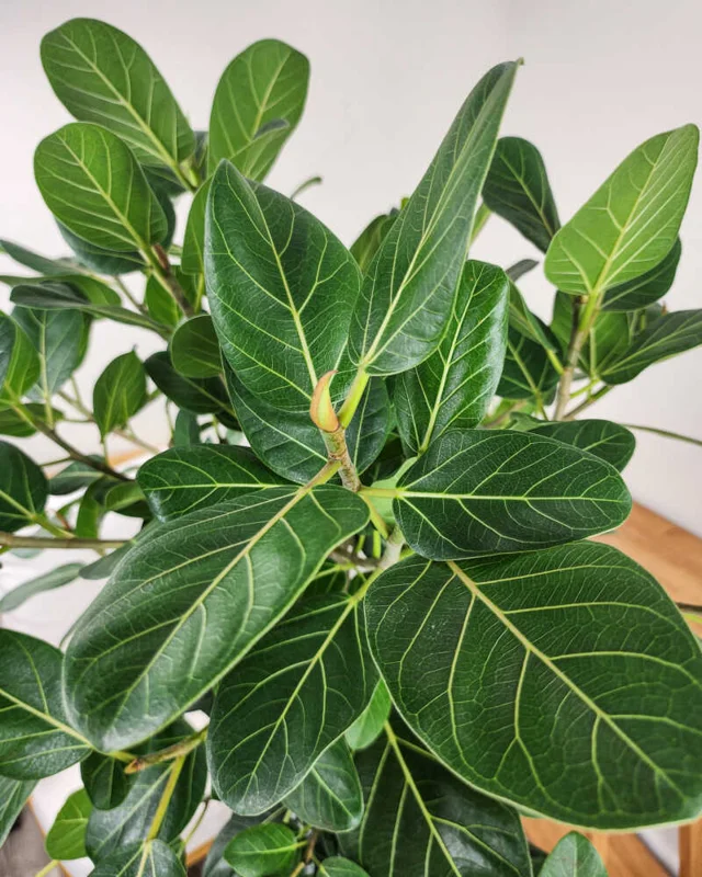 Ficus Audrey Plant Plug Tree 3-6in - Ornamental Ficus Benghalensis