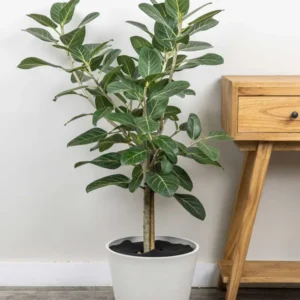 Ficus Audrey Plant Plug Tree 3-6in - Ornamental Ficus Benghalensis