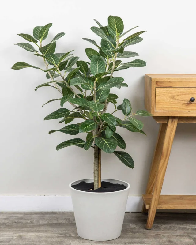 Ficus Audrey Plant Plug Tree 3-6in - Ornamental Ficus Benghalensis
