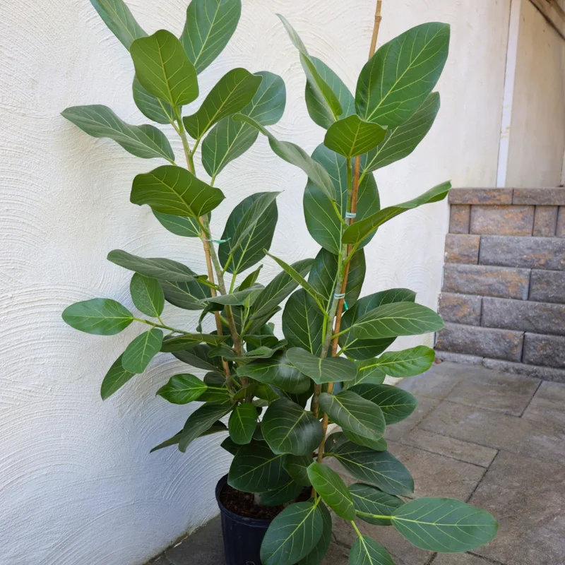 Ficus Audrey Plant Plug Tree 3-6in - Ornamental Ficus Benghalensis