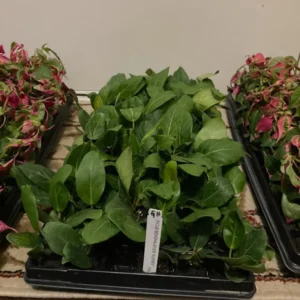Ficus Audrey Plant Plug Tree 3-6in - Ornamental Ficus Benghalensis