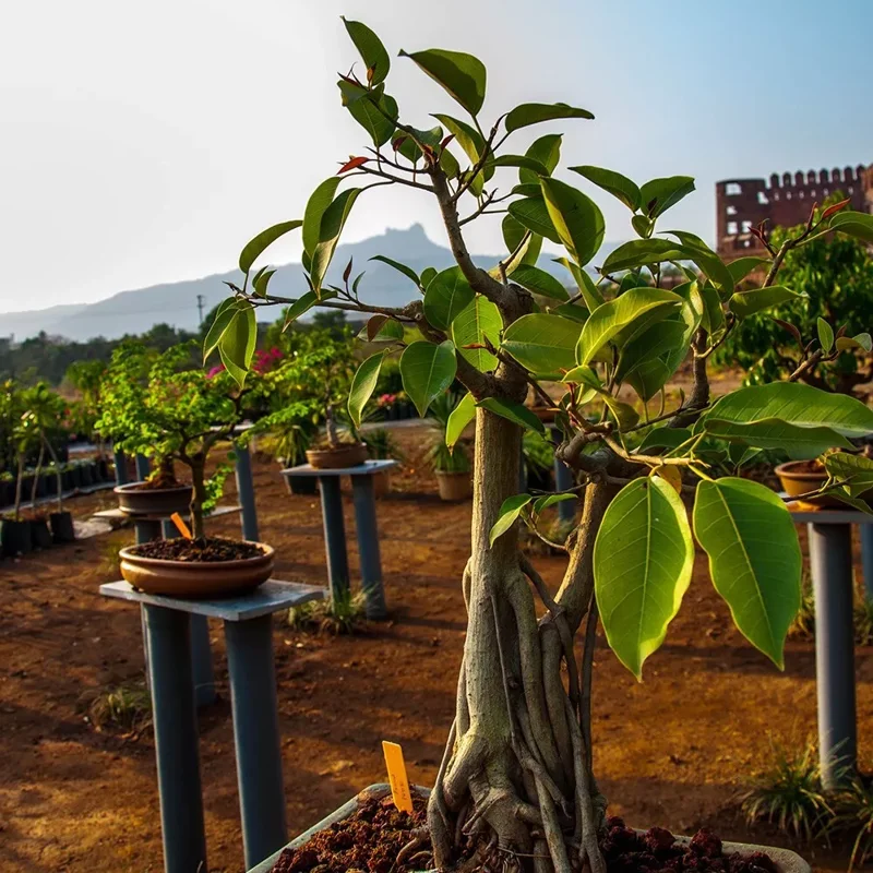 Ficus Audrey Plant Plug Tree 3-6in - Ornamental Ficus Benghalensis