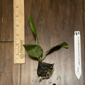 Ficus Audrey Plant Plug Tree 3-6in - Ornamental Ficus Benghalensis