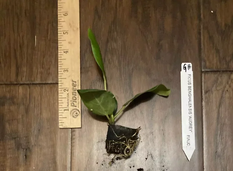 Ficus Audrey Plant Plug Tree 3-6in - Ornamental Ficus Benghalensis
