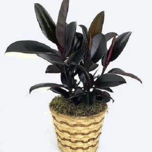 Ficus Burgundy Rubber Tree Plant – 4 Inch Pot – Indoor Decor Houseplant
