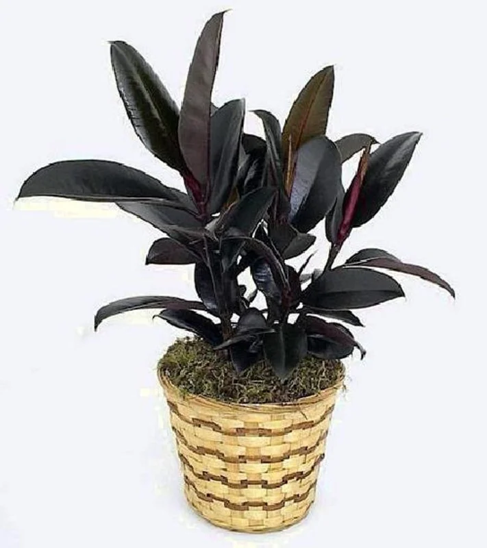 Ficus Burgundy Rubber Tree Plant – 4 Inch Pot – Indoor Decor Houseplant