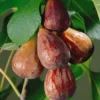 Ficus Carica Brown Turkey Fig - Starter Plant - 5-7 Inch - Deciduous Shrub
