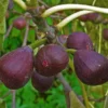 Ficus Carica Fig - Starter Plant - 8-14 Inch - Hardy & Edible