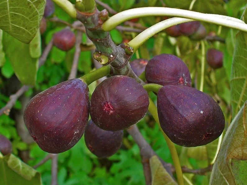 Ficus Carica Fig - Starter Plant - 8-14 Inch - Hardy & Edible