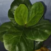 Ficus Lyrata Live Plant - Fiddle Leaf Fig - 12-15" Tall in 6" Nursery Pot