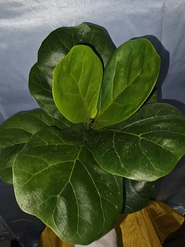 Ficus Lyrata Live Plant - Fiddle Leaf Fig - 12-15" Tall in 6" Nursery Pot