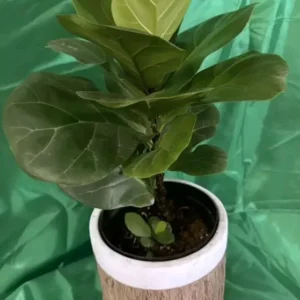 Ficus Lyrata Live Plant - Fiddle Leaf Fig - 12-15