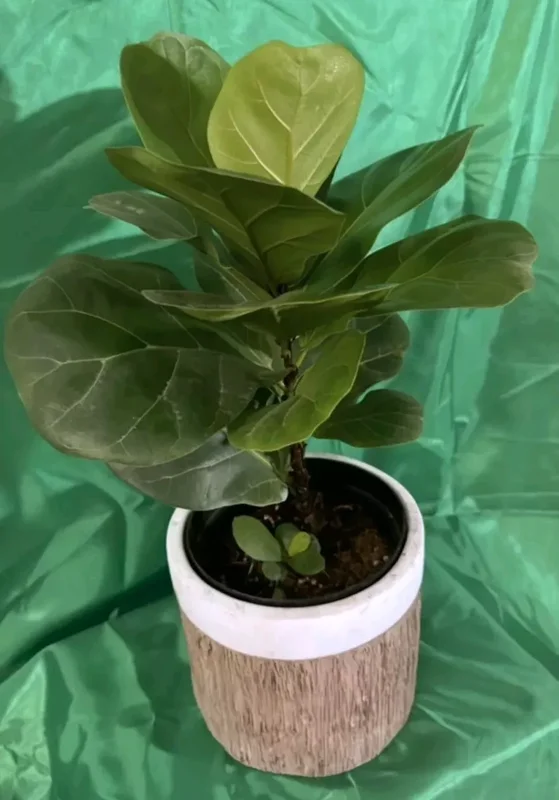 Ficus Lyrata Live Plant - Fiddle Leaf Fig - 12-15" Tall in 6" Nursery Pot