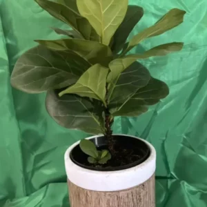 Ficus Lyrata Live Plant - Fiddle Leaf Fig - 12-15