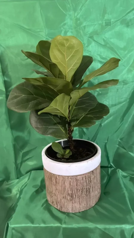 Ficus Lyrata Live Plant - Fiddle Leaf Fig - 12-15" Tall in 6" Nursery Pot