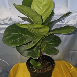 Ficus Lyrata Live Plant - Fiddle Leaf Fig - 12-15