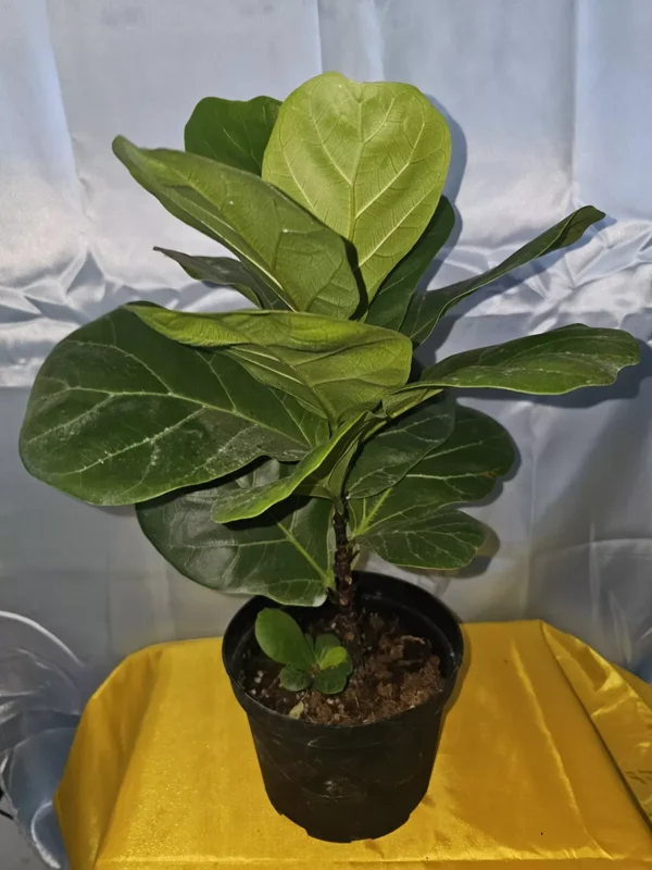 Ficus Lyrata Live Plant - Fiddle Leaf Fig - 12-15" Tall in 6" Nursery Pot