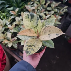 Ficus Moonshine - Ficus Shivereana - 4in Pot - Rare Variegated Plant