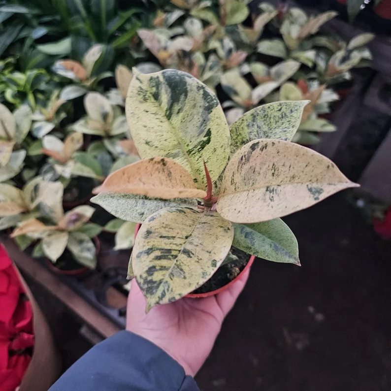 Ficus Moonshine - Ficus Shivereana - 4in Pot - Rare Variegated Plant