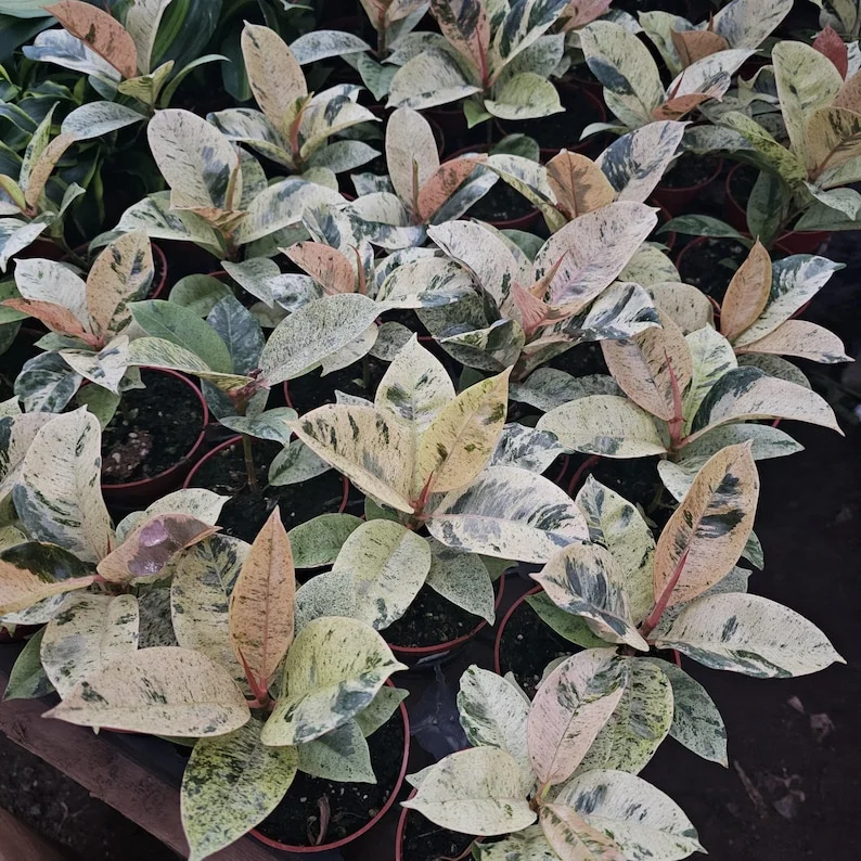 Ficus Moonshine - Ficus Shivereana - 4in Pot - Rare Variegated Plant
