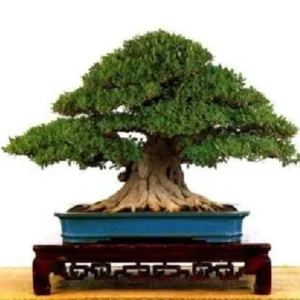Ficus Oriental Weeping Fig Tree - Bonsai or House Plant in 4-Inch Pot