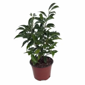 Ficus Oriental Weeping Fig Tree - Bonsai or House Plant in 4-Inch Pot