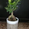 Ficus microcarpa Bonsai Tree - 12" Tall - 6" Pot - Chinese Banyan