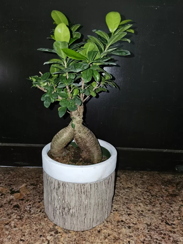 Ficus microcarpa Bonsai Tree - 12" Tall - 6" Pot - Chinese Banyan