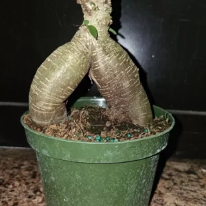 Ficus microcarpa Bonsai Tree - 12