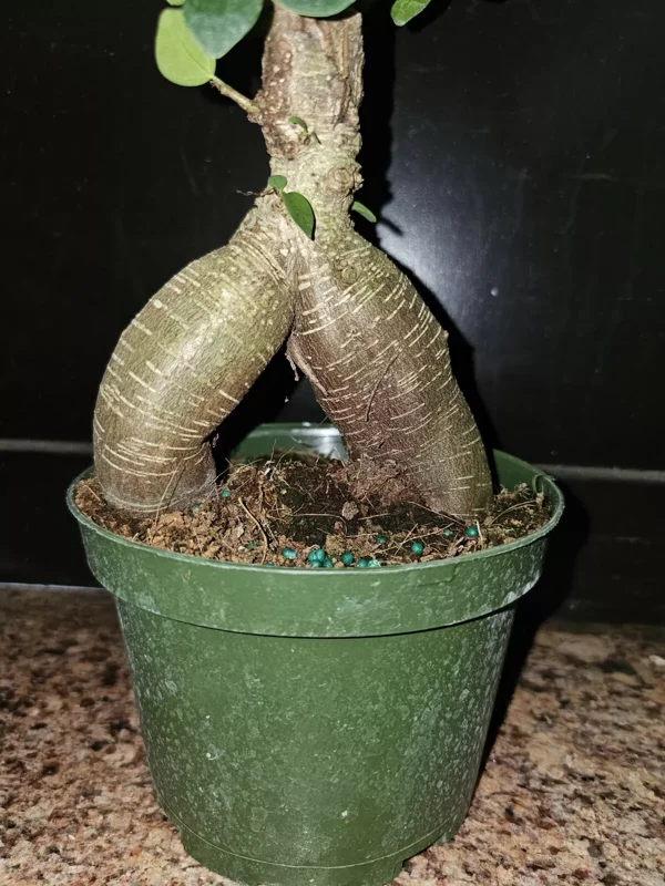 Ficus microcarpa Bonsai Tree - 12" Tall - 6" Pot - Chinese Banyan