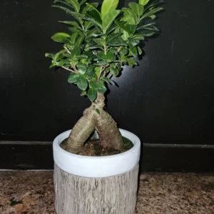 Ficus microcarpa Bonsai Tree - 12