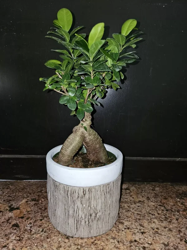 Ficus microcarpa Bonsai Tree - 12" Tall - 6" Pot - Chinese Banyan