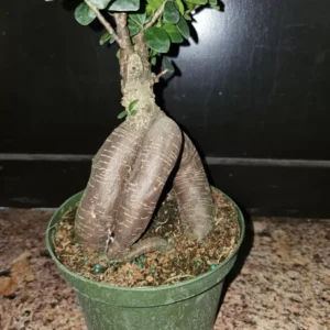 Ficus microcarpa Bonsai Tree - 12