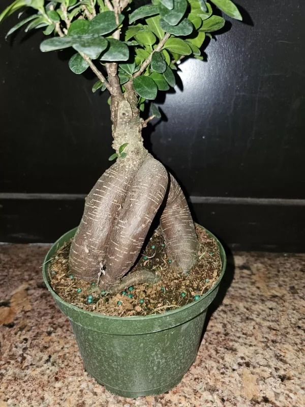 Ficus microcarpa Bonsai Tree - 12" Tall - 6" Pot - Chinese Banyan