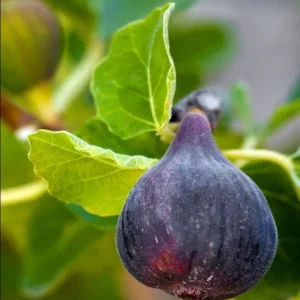 Fig Tree Live Plant for Planting4"Pot Fruit Live Tree Dottato Kadota Large Fruit