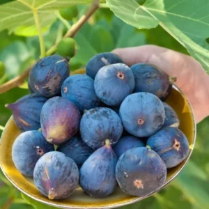 Fig Tree Live Plant for Planting4